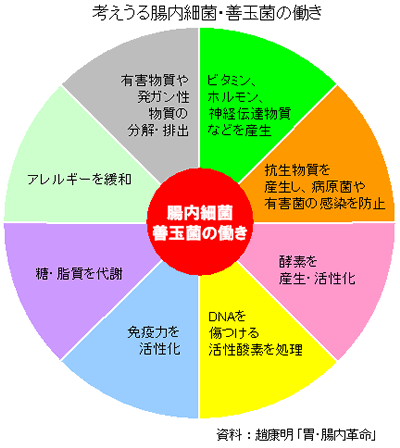 考えうる腸内細菌・善玉菌の働き